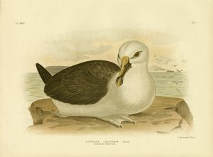 Culminated Albatross, 1891